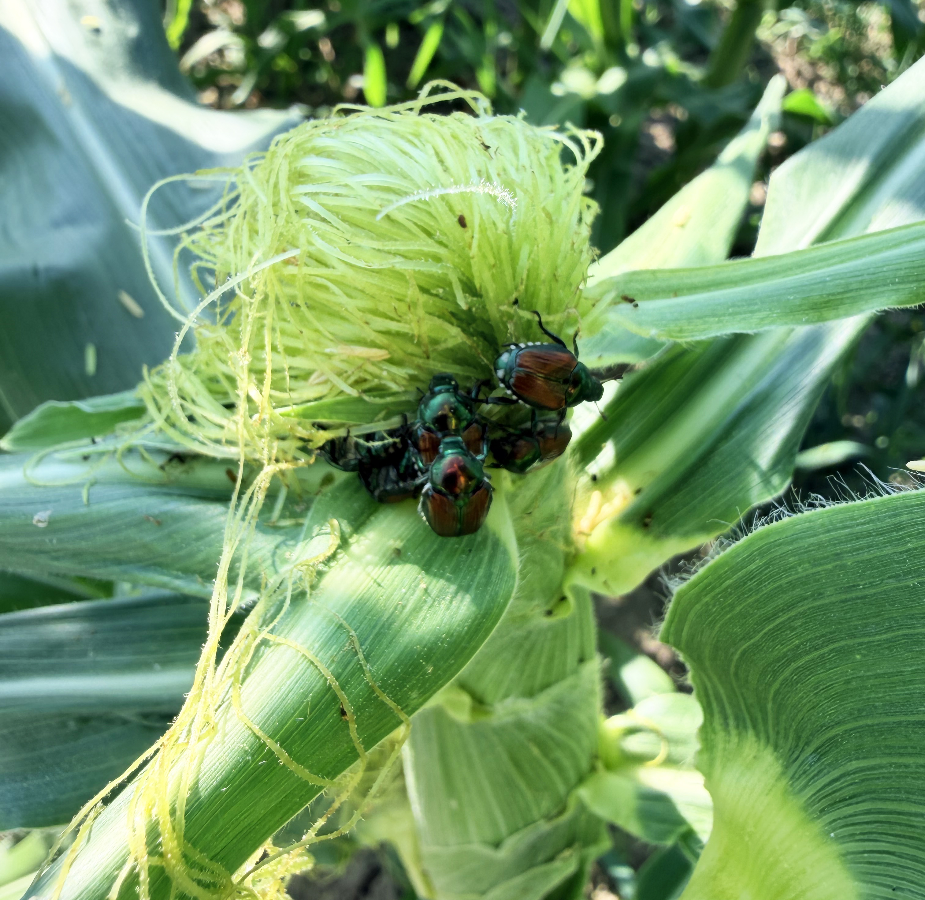 A cluster of Japanese beetles on sweet corn.